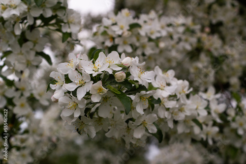 Flores de árbol Tina Sargent Crabapple