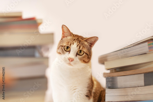 Serious cat in a stack of books. White background