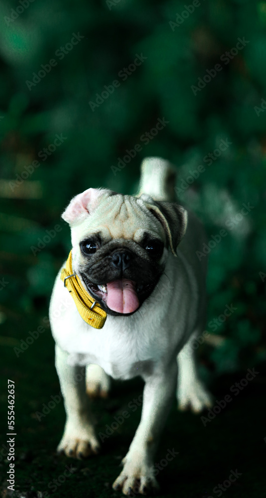 Obraz premium different type poses of dog in my home