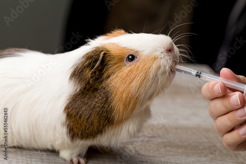 Veterinarian in the clinic gives guinea pig vitamins from syringe