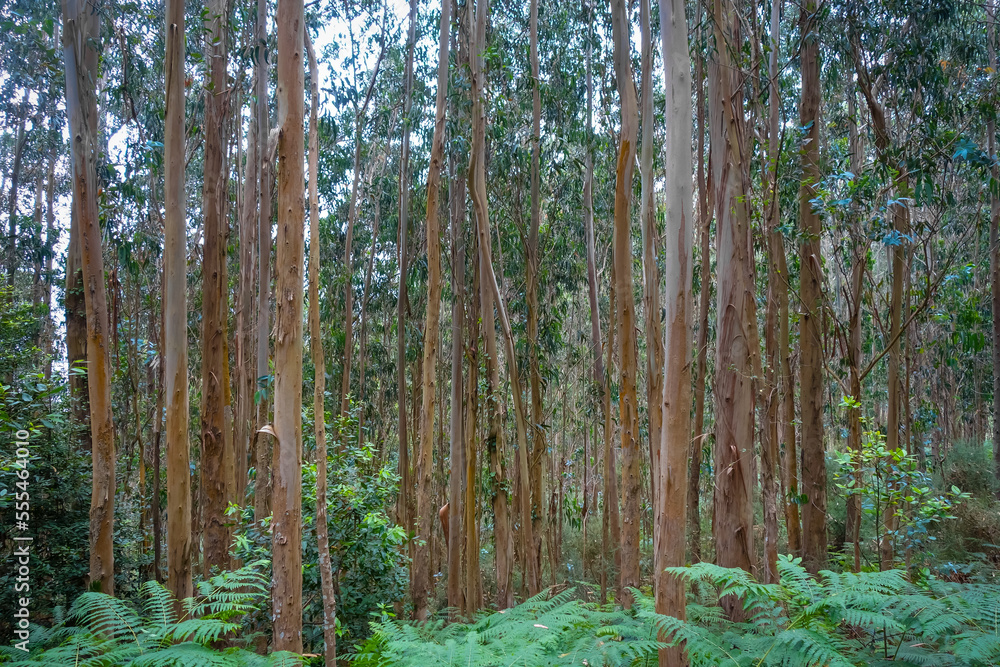 Fototapeta premium Eucalyptus forest in Galicia, Spain