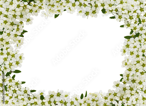 Spring twigs of spiraea flo...