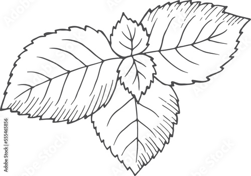 Peppermint leaves. Hand drawn herb. Botanical illustration