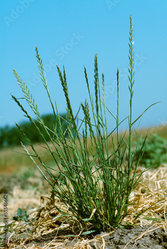 Agriculture - Weeds, Italian Ryegrass (Lolium multiflorum) aka. Annual Ryegrass, Australian Ryegrass; plant in inflorescence / California, USA. photo