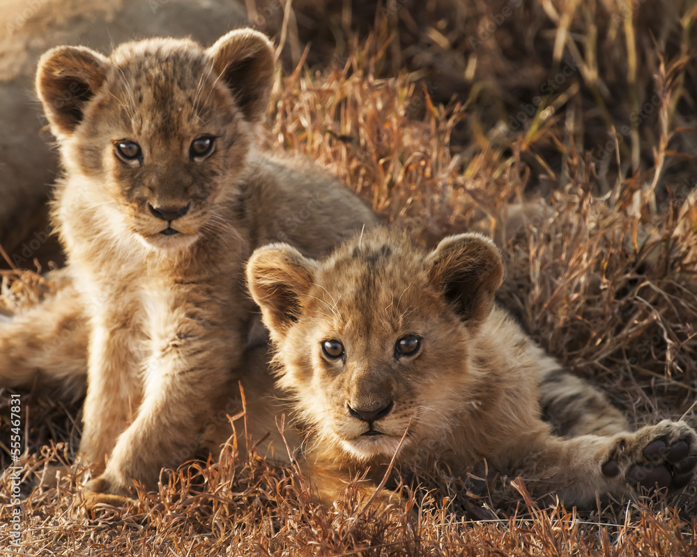 Lion cubs (Panthera leo) at sunset Ngorongoro Crater; Tanzania Lion cubs (Panthera leo) at sunset Ngorongoro Crater; Tanzania
