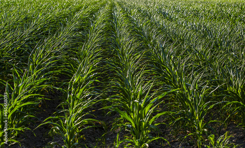 Rows of corn plants growing in a field; Rougemont, Quebec, Canada photo