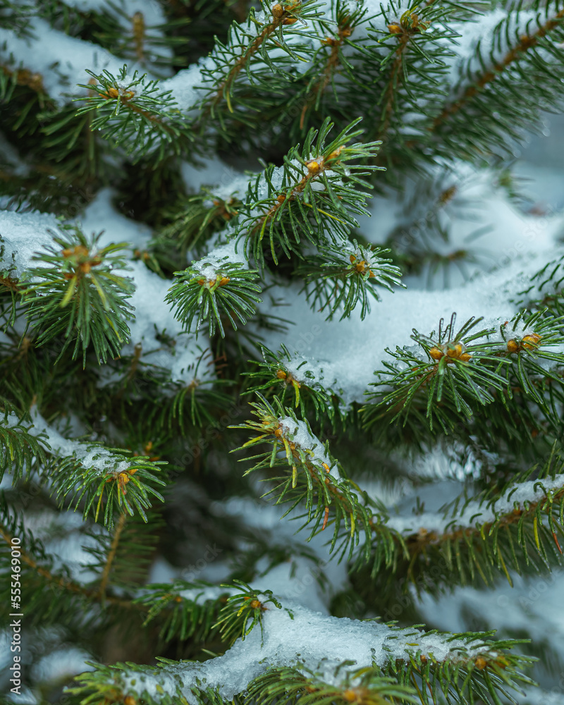 snow covered pine tree snow covered pine tree