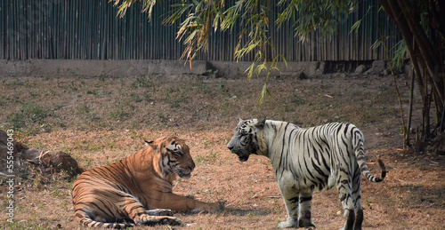 Fototapeta Naklejka Na Ścianę i Meble -  A Royal Bengal tiger sharing its habitat with a White Tiger