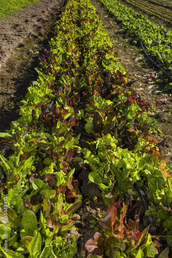 Lettuce and other greens growing in a field on a sunny day; Palmer, Alaska, United States of America Lettuce and other greens growing in a field on a sunny day; Palmer, Alaska, United States of America