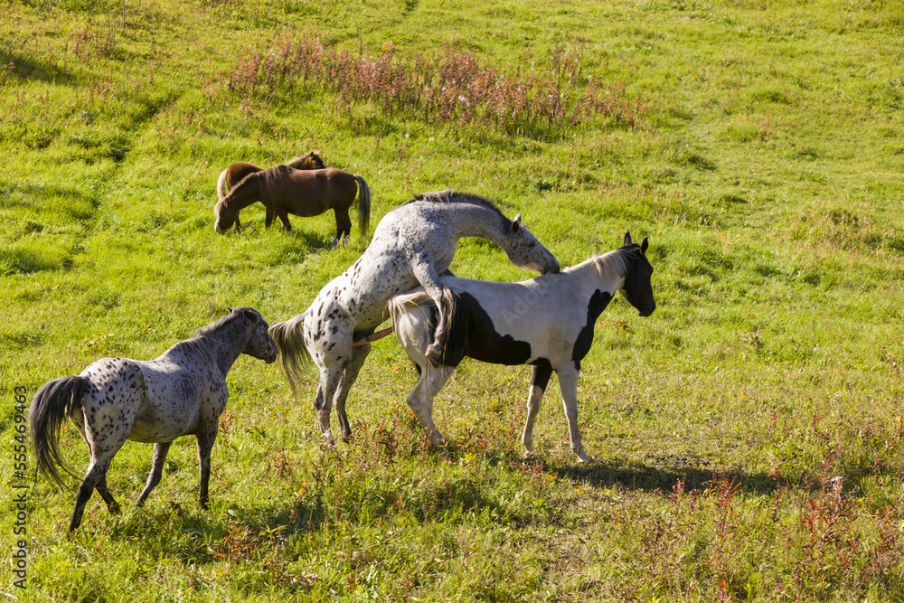 Horses (Equus ferus caballus) grazing and mating in a lush grassy field while illuminated by late afternoon sun; Palmer, Alaska, United States of America Horses (Equus ferus caballus) grazing and mating in a lush grassy field while illuminated by late afternoon sun; Palmer, Alaska, United States of America
