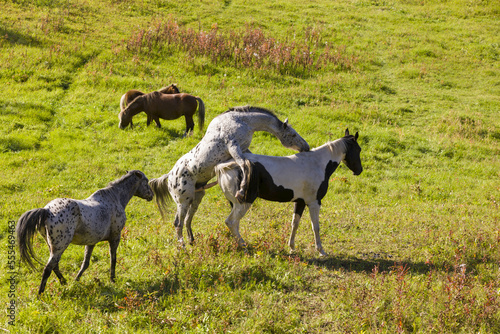 Horses (Equus ferus caballus) grazing and mating in a lush grassy field while illuminated by late afternoon sun; Palmer, Alaska, United States of America