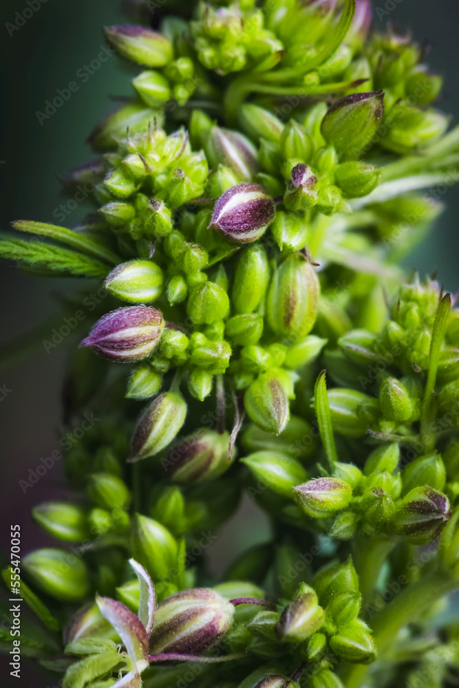 Close-up of a young male cannabis plant, flower and seeds; Marina, California, United States of America Close-up of a young male cannabis plant, flower and seeds; Marina, California, United States of America