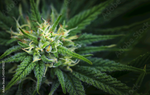 Close-up of a maturing cannabis plant and flower with visible trichomes; Marina, California, United States of America photo