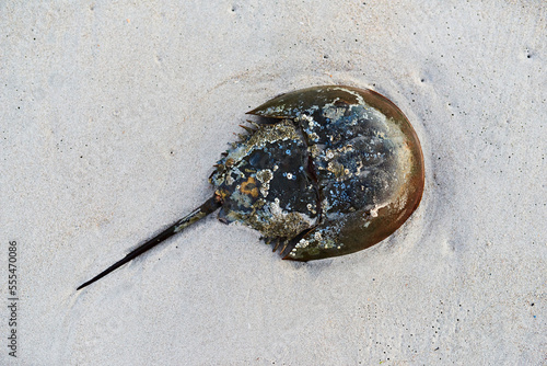 Horseshoe Crab (Limulidae) on beach; New York City, New York, United States of America photo