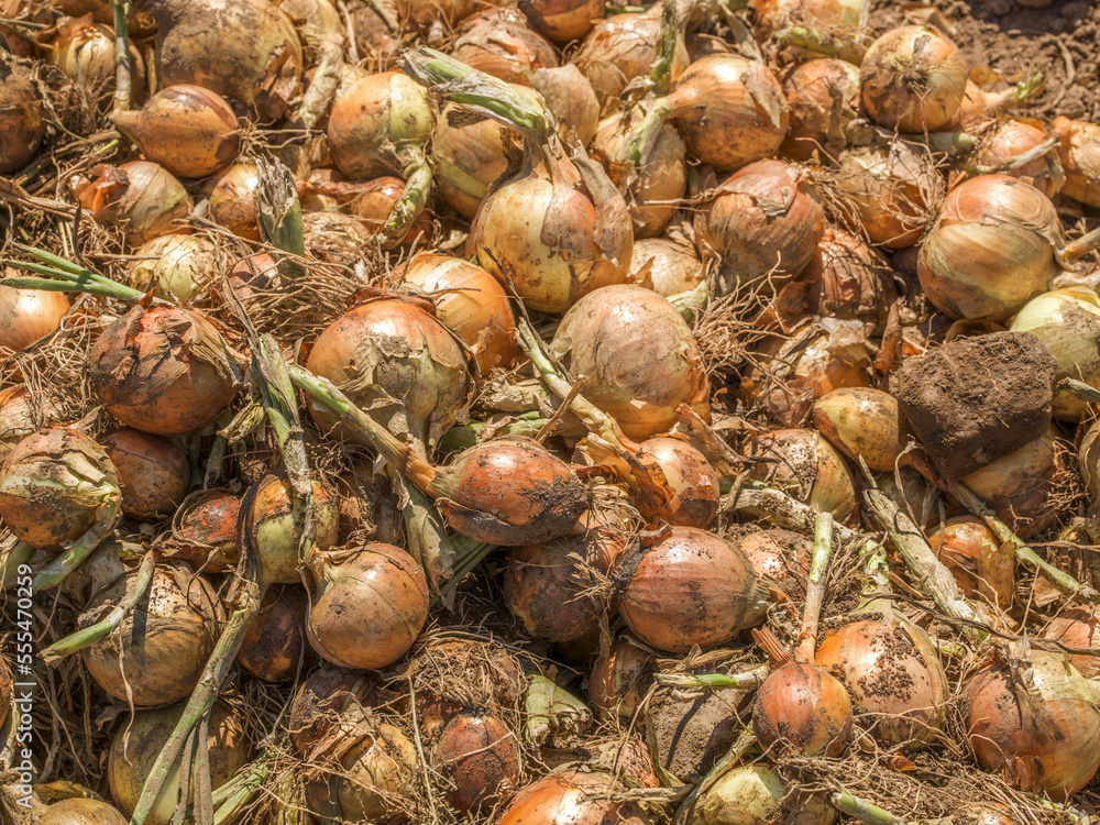 Fresh harvested onions; Nova Scotia, Canada Fresh harvested onions; Nova Scotia, Canada