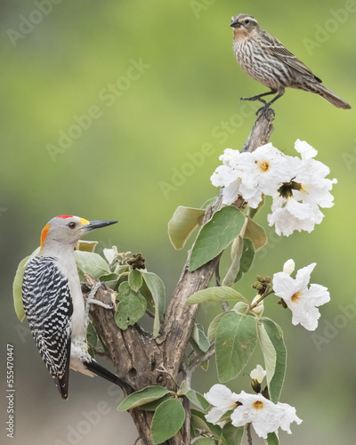 Male Golden-fronted woodpecker (Melanerpes aurifrons) and immature Blackbird on tree with white flowers, Laguna Seca Ranch; Edinburg, Texas, United States of America photo