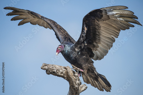 Turkey vulture (Cathartes aura) landing on a dead tree, Martin Ranch; Edinburg, Texas, United States of America photo