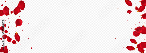 Pink Sakura Fall Vector Panoramic Transparent