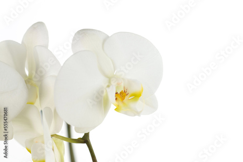macro di orchidea photo