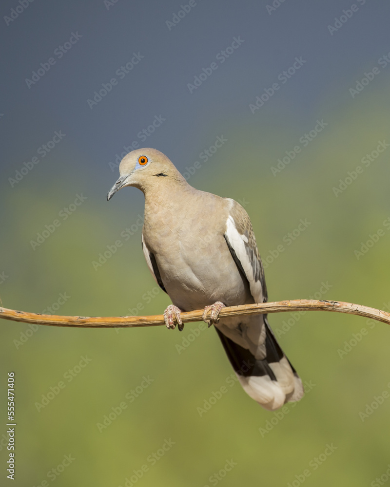 White-winged dove (Zenaida asiatica); Arizona, United States of America White-winged dove (Zenaida asiatica); Arizona, United States of America