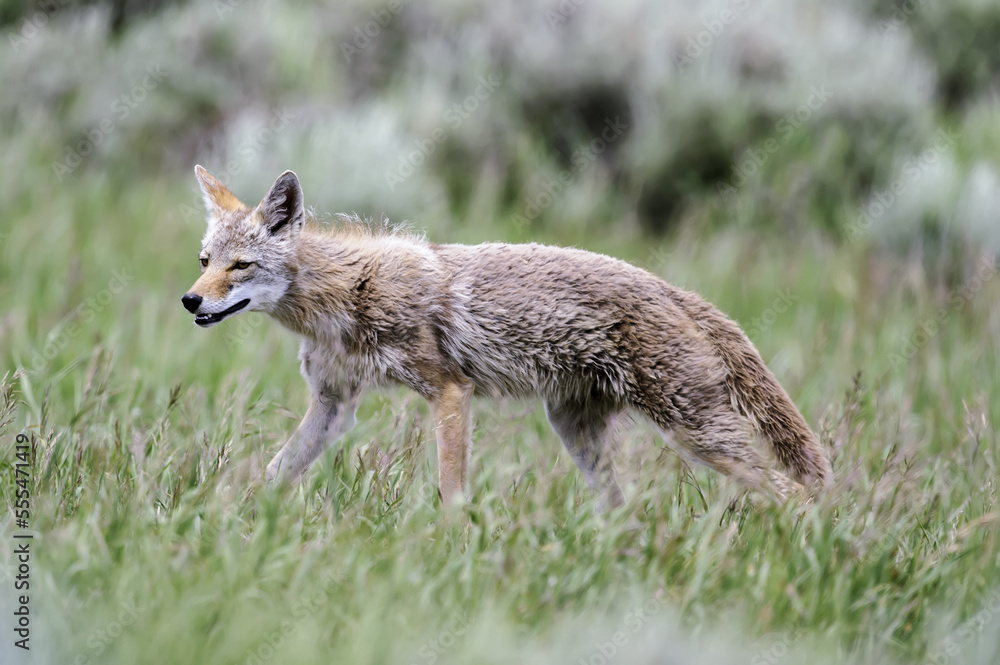 Coyote walking in grass, Grand Teton National Park; Wyoming, United States of America Coyote walking in grass, Grand Teton National Park; Wyoming, United States of America