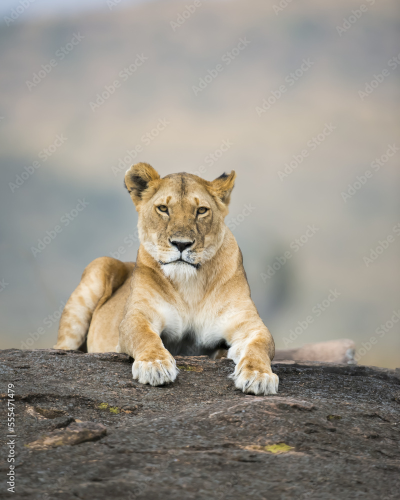 Lioness (Leo panthera) laying on a rock, Maasai Mara National Reserve; Kenya Lioness (Leo panthera) laying on a rock, Maasai Mara National Reserve; Kenya