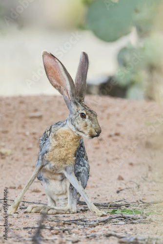 Jack rabbit; Arizona, United States of America