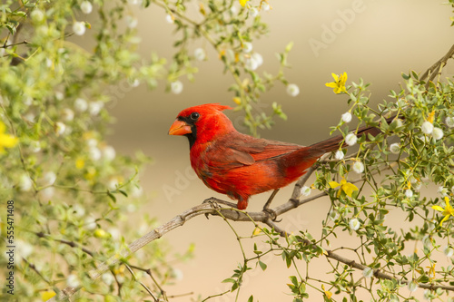 Northern Cardinal (Cardinalis cardinalis); Arizona, United States of America photo