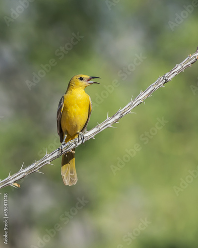 Hooded oriole (Icterus cucullatus); Arizona, United States of America