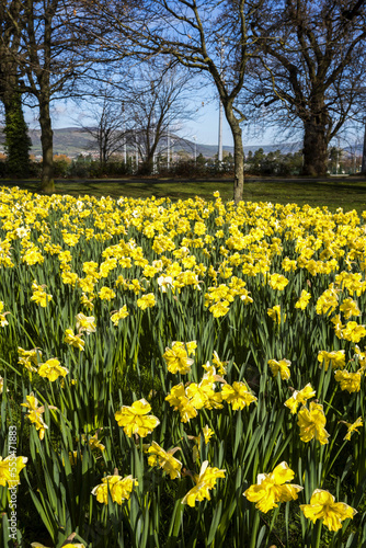 Blossoming yellow daffodils in spring at Barnett's Park; Ireland photo
