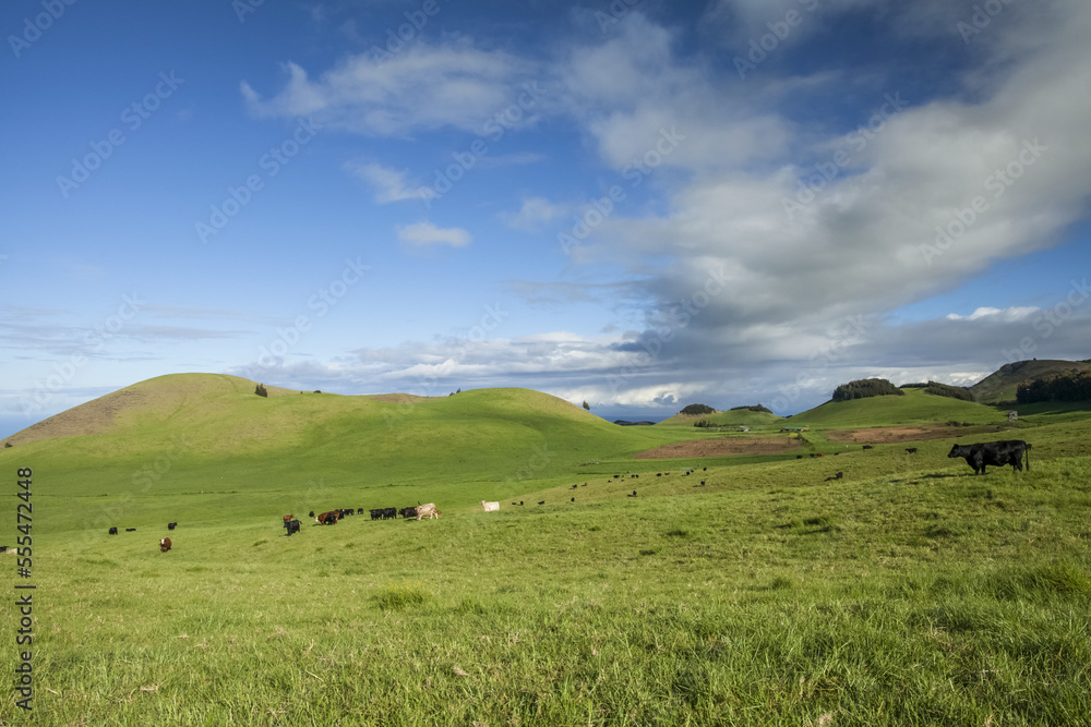 Cows grazing in a pasture on Parker Ranch, Kohala Mountain, North Kohala; Island of Hawaii, Hawaii, United States of America Cows grazing in a pasture on Parker Ranch, Kohala Mountain, North Kohala; Island of Hawaii, Hawaii, United States of America