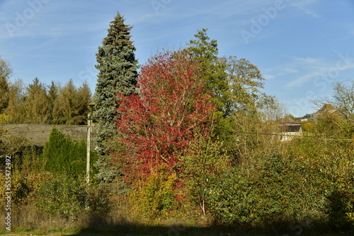 Couleur rouge d'un arbre en automne dans la forêt d'Enseremme au sud de Dinant 