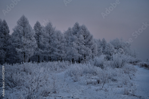 winter forest on the river bank