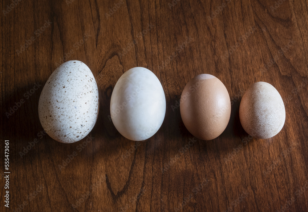 Turkey, Duck, Brown and Guinea Fowl Eggs in a row; Lititz, Pennsylvania, United States of America Turkey, Duck, Brown and Guinea Fowl Eggs in a row; Lititz, Pennsylvania, United States of America