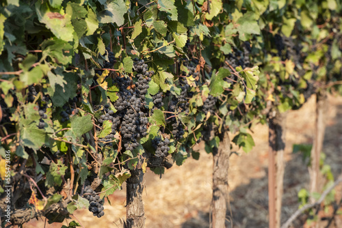 Wallpaper Mural Close-up of grapevines (Vitis); Gonzales, California, United States of America Torontodigital.ca