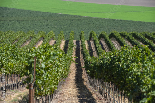 Grapevines (Vitis) on a hillside; Gonzales, California, United States of America photo