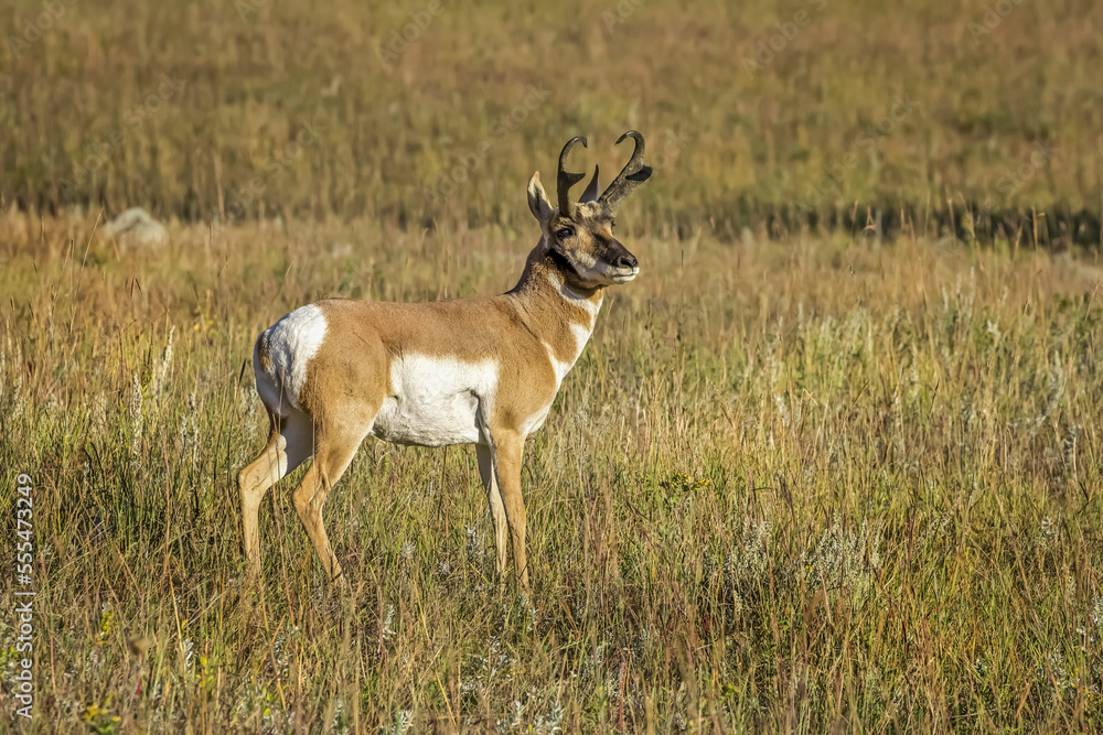 Pronghorn (Antilocapra americana); Custer, South Dakota, United States of America Pronghorn (Antilocapra americana); Custer, South Dakota, United States of America