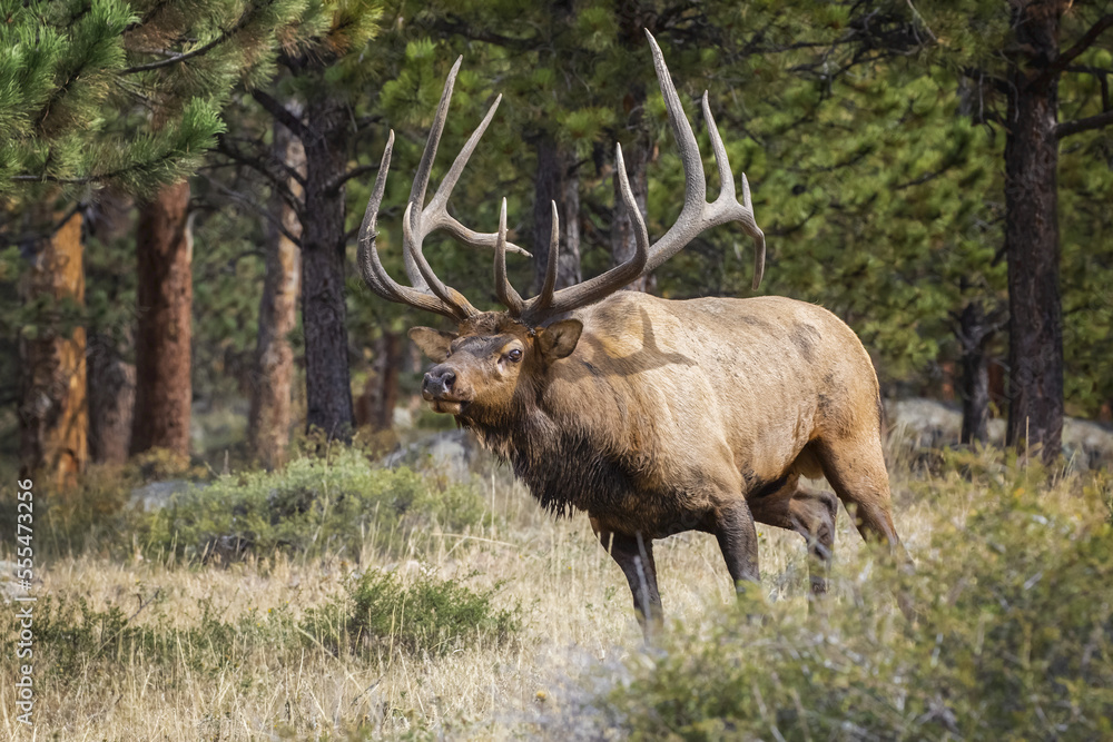 Bull Elk (Cervus canadensis); Steamboat Springs, Colorado, United States of America Bull Elk (Cervus canadensis); Steamboat Springs, Colorado, United States of America
