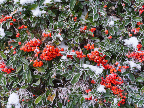 Feuerdorn (rot, Pyracantha coccinea 'Red Column')