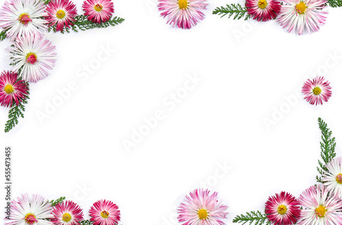 Pink flowers of english daisy ( Bellis perennis, marguerite ) and green leaves on a white background with space for text. Top view, flat lay photo