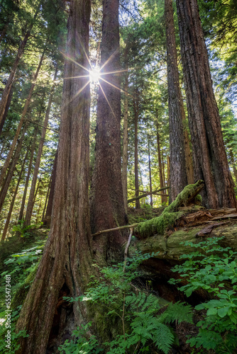 Old growth forest with sunburst, Sitka spruce and hemlock trees, Tongass National Forest, Southeast Alaska; Alaska, United States of America photo