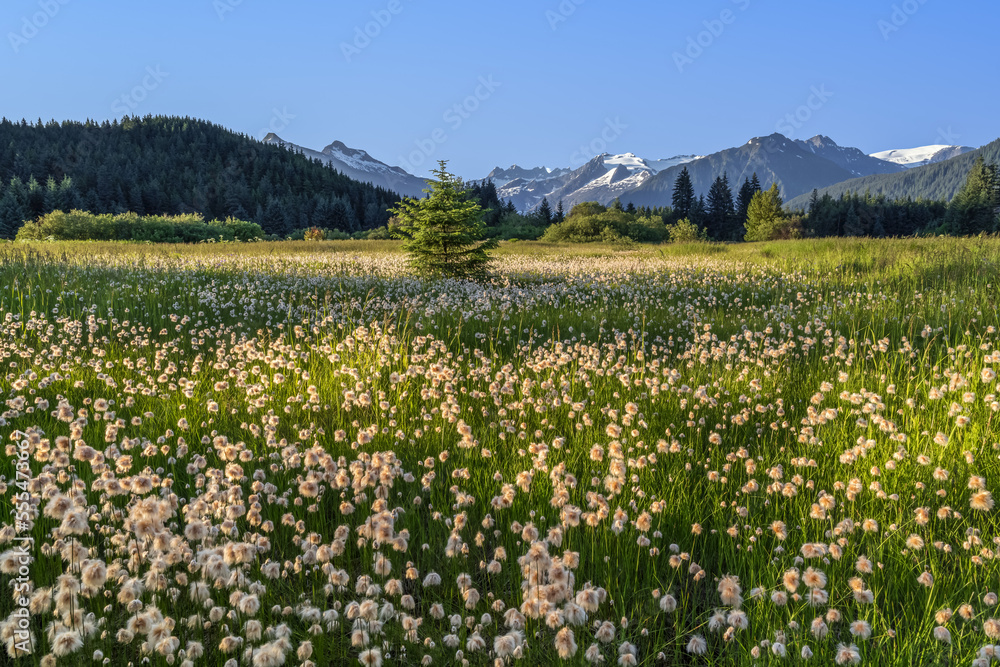 Alaska cotton blooms in a meadow, Coast Mountains, Mendenhall Glacier and Towers in the background; Alaska, United States of America Alaska cotton blooms in a meadow, Coast Mountains, Mendenhall Glacier and Towers in the background; Alaska, United States of America