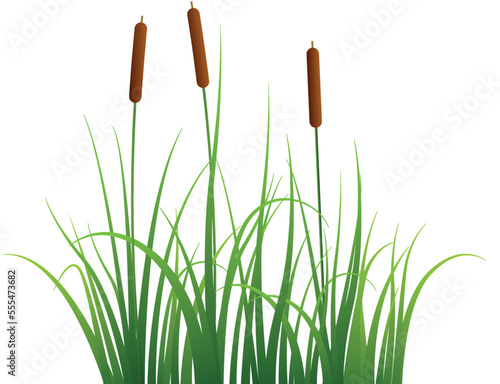 Marsh reed. Realistic pond vegetation. Green grass