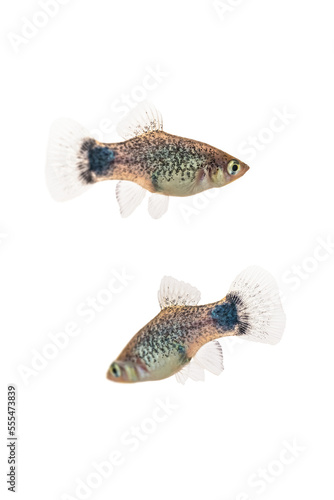 Two Blue Micky Mouse Platy fish (Xiphophorus Maculatus) on a white background photo