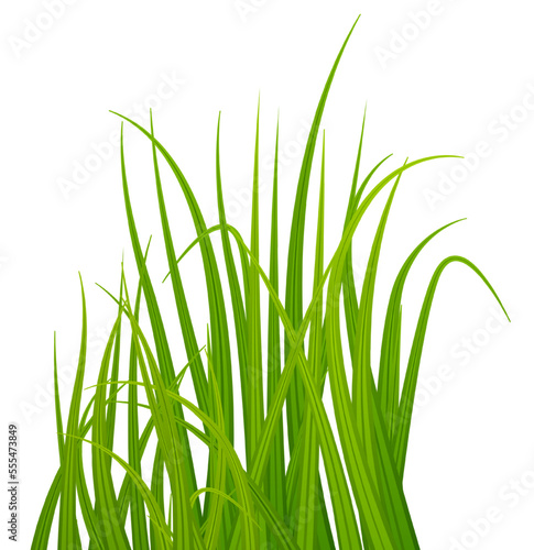 Grass blades. Realistic green meadow plants growing