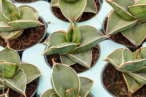 A cultivation of Sansevieria ehrenbergii “Samurai”. This is a popular houseplant. Concept for horticulture, nursery, plant nursery, propagation and cultivation.