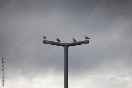 Four seagulls in a row standing on a street light post; Brampton, Ontario, Canada photo