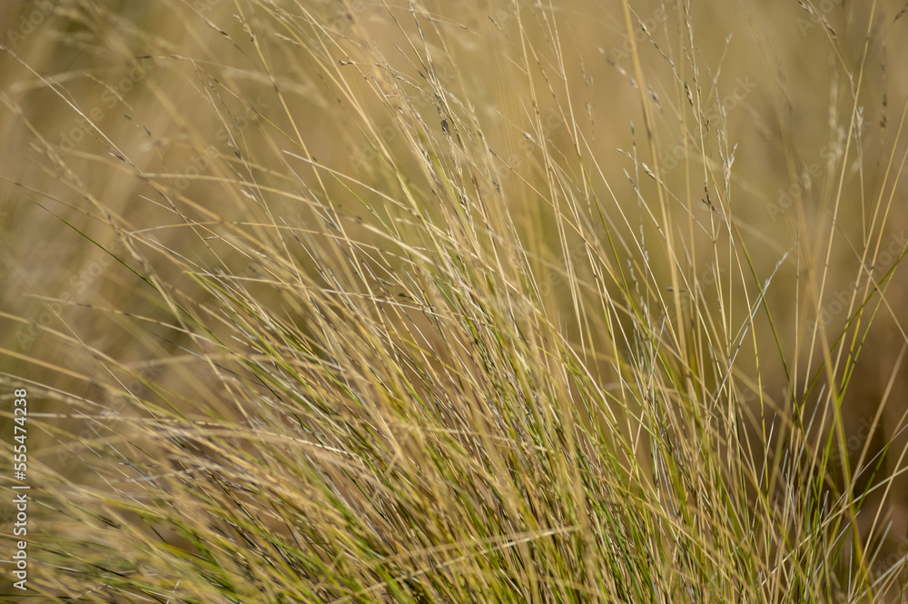 Close-up of beach grass; Wellington, New Zealand Close-up of beach grass; Wellington, New Zealand