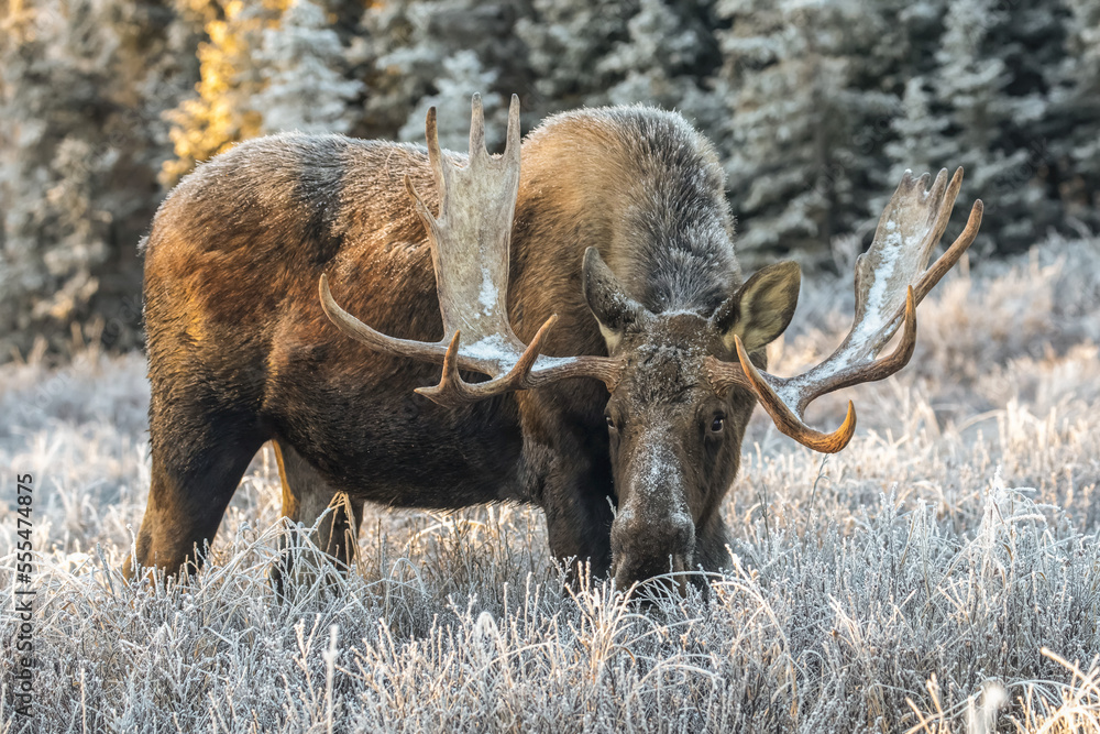 Mature bull moose (Alces alces) feeding in early morning with hoar frost in in the field, South Anchorage, South-central Alaska; Alaska, United States of America Mature bull moose (Alces alces) feeding in early morning with hoar frost in in the field, South Anchorage, South-central Alaska; Alaska, United States of America