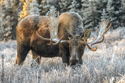 Mature bull moose (Alces alces) feeding in early morning with hoar frost in in the field, South Anchorage, South-central Alaska; Alaska, United States of America